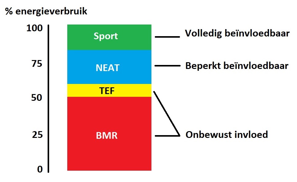 Infographic energieverbruik: BMR, TEF, NEAT, & Sport activiteiten.