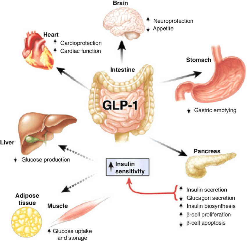 Diagram dat laat zien hoe GLP-1 de eetlust en de bloedsuikerspiegel beïnvloedt.